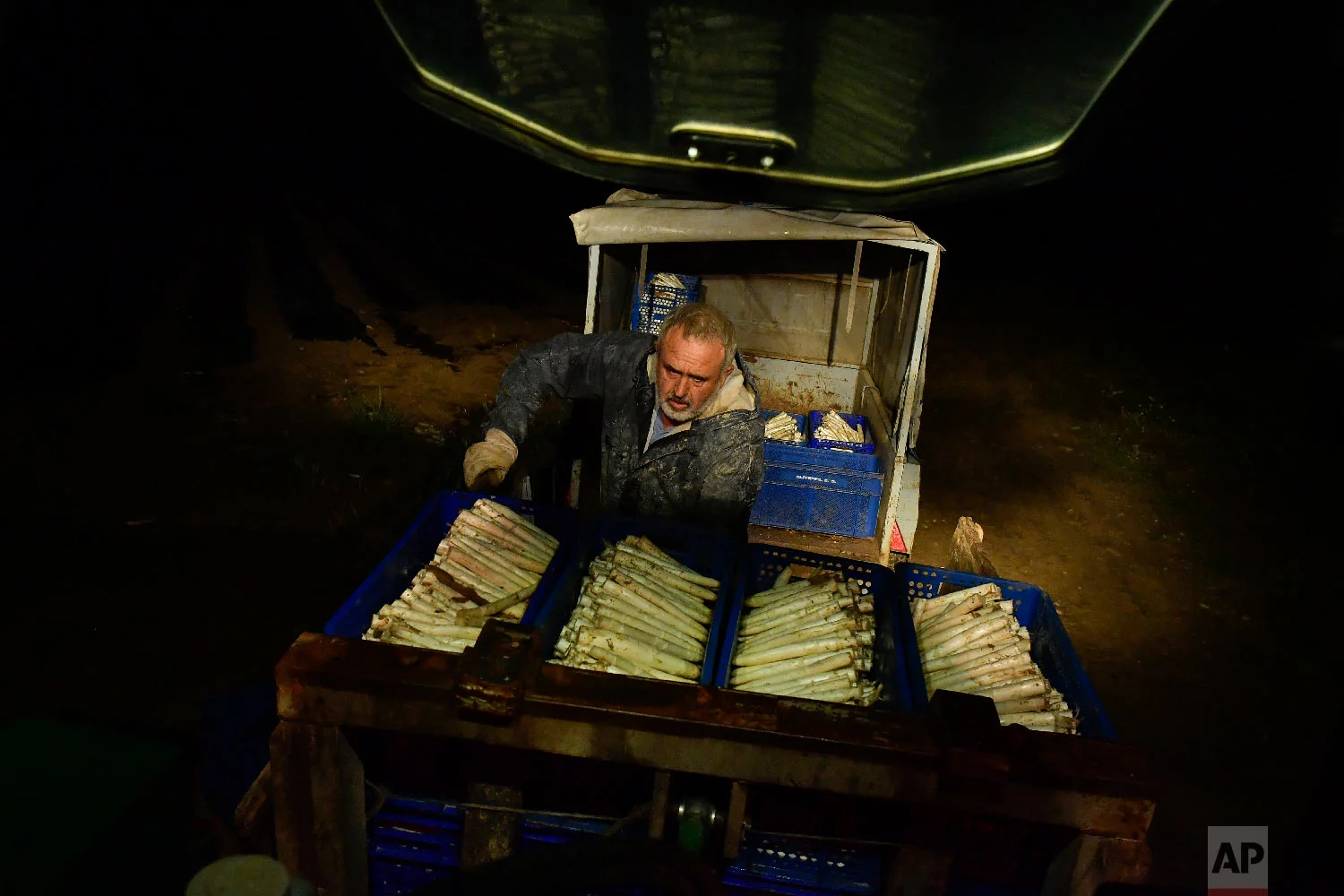 Pedro Pascual, 53, arranges white asparagus after collecting them from a field in Caparroso, around 85 km (52 miles) from Pamplona, northern Spain on Thursday, May 31, 2018. (AP Photo/Alvaro Barrientos)