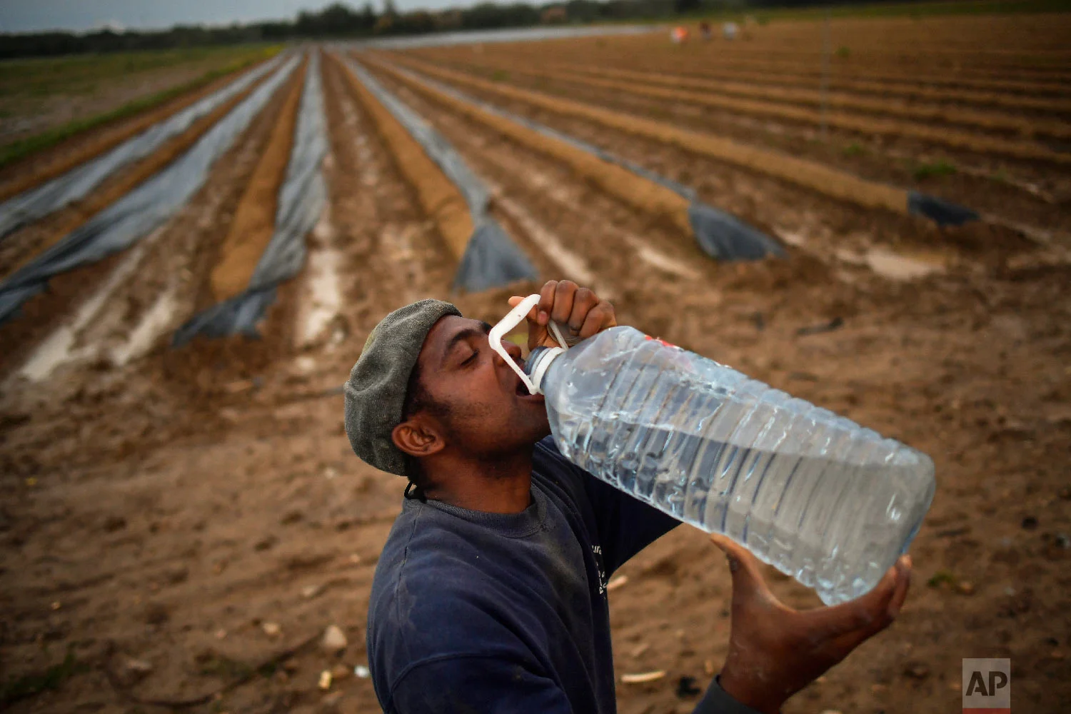 A temporary worker drinks water, as he collects asparagus from a field in Caparroso, around 85 km (52 miles) from Pamplona, northern Spain on Thursday, May 31, 2018. (AP Photo/Alvaro Barrientos)