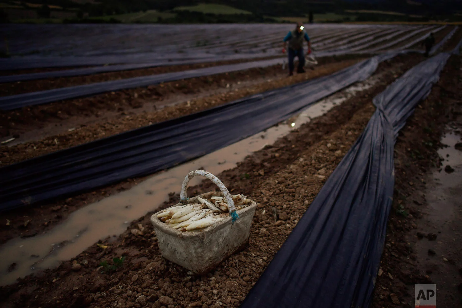 A seasonal worker collects white asparagus in Uterga, around 15 km (9 miles) from Pamplona, northern Spain on Saturday, June 2, 2018. (AP Photo/Alvaro Barrientos)