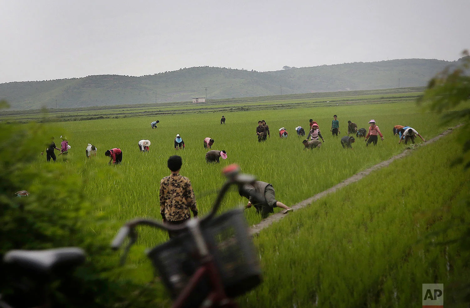 Men and women work in a rice field in Kangwon province, eastern North Korea, on June 23, 2016. The capital of Kangwon province is Wonsan, which is located along the eastern side of the Korean Peninsula and was one of the cities chosen to be developed into a summer destination for locals and tourists. (AP Photo/Wong Maye-E)