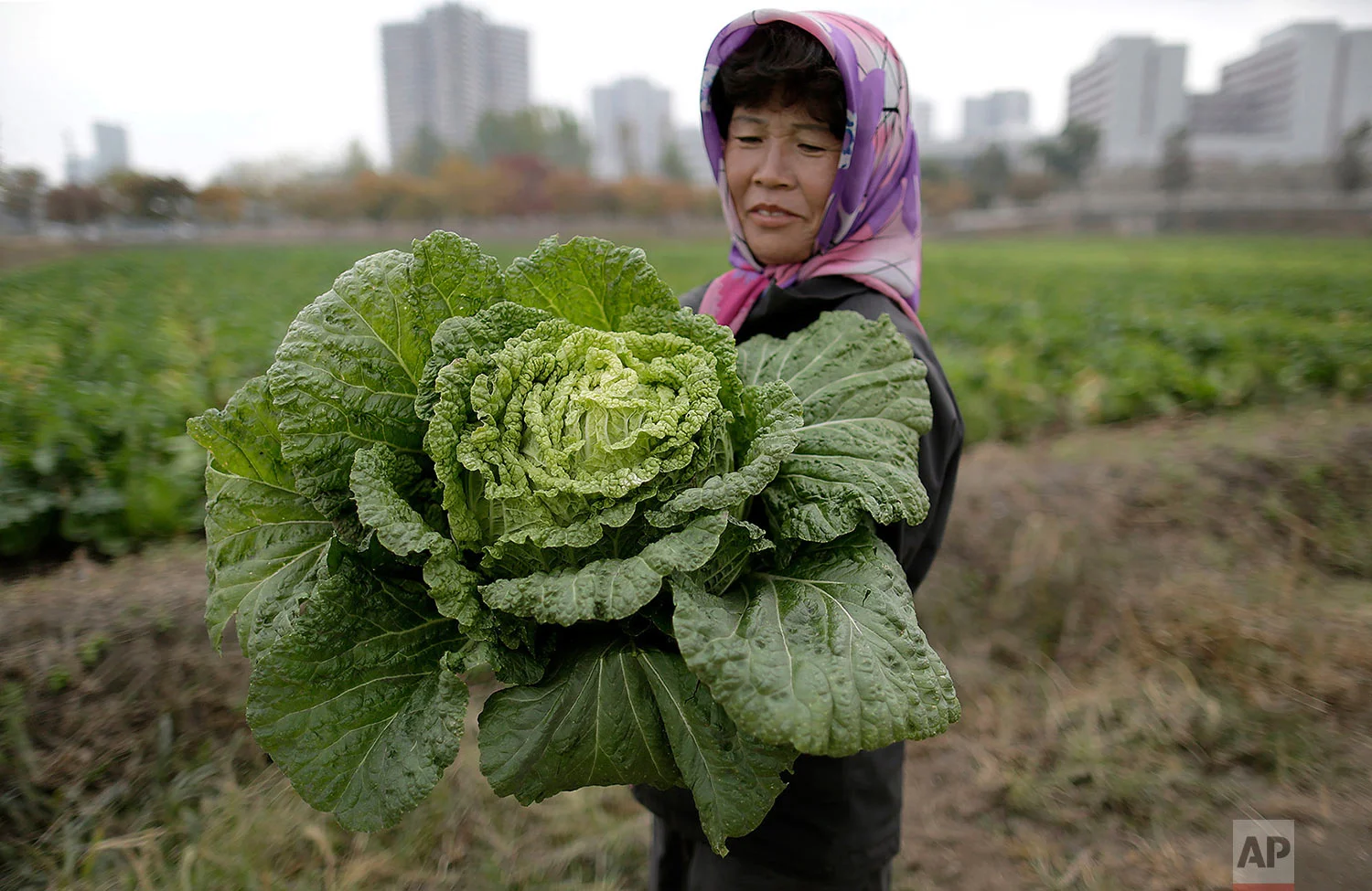 A farmer carries a fully grown cabbage after plucking it out from the main crop that will be harvested early next month and used to make Kimchi, at the Chilgol vegetable farm on the outskirts of Pyongyang, North Korea, on Oct. 24, 2014. After suffering a near cataclysmic famine in the 1990s, North Korea has since managed to increase its agricultural production to what international organizations believe is closer to the self-sufficiency level than the country has seen in years. (AP Photo/Wong Maye-E)