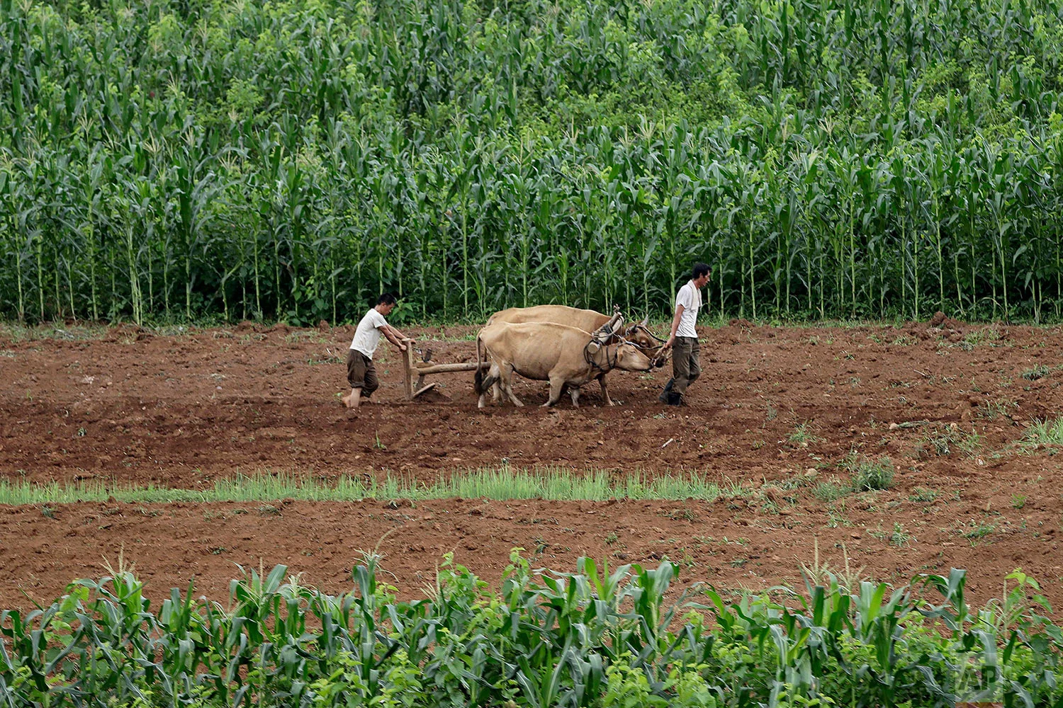 Men plow fields along the Pyongyang-Wonsan highway in Sangwon, North Korea, near Pyongyang, on July 20, 2017. (AP Photo/Wong Maye-E)