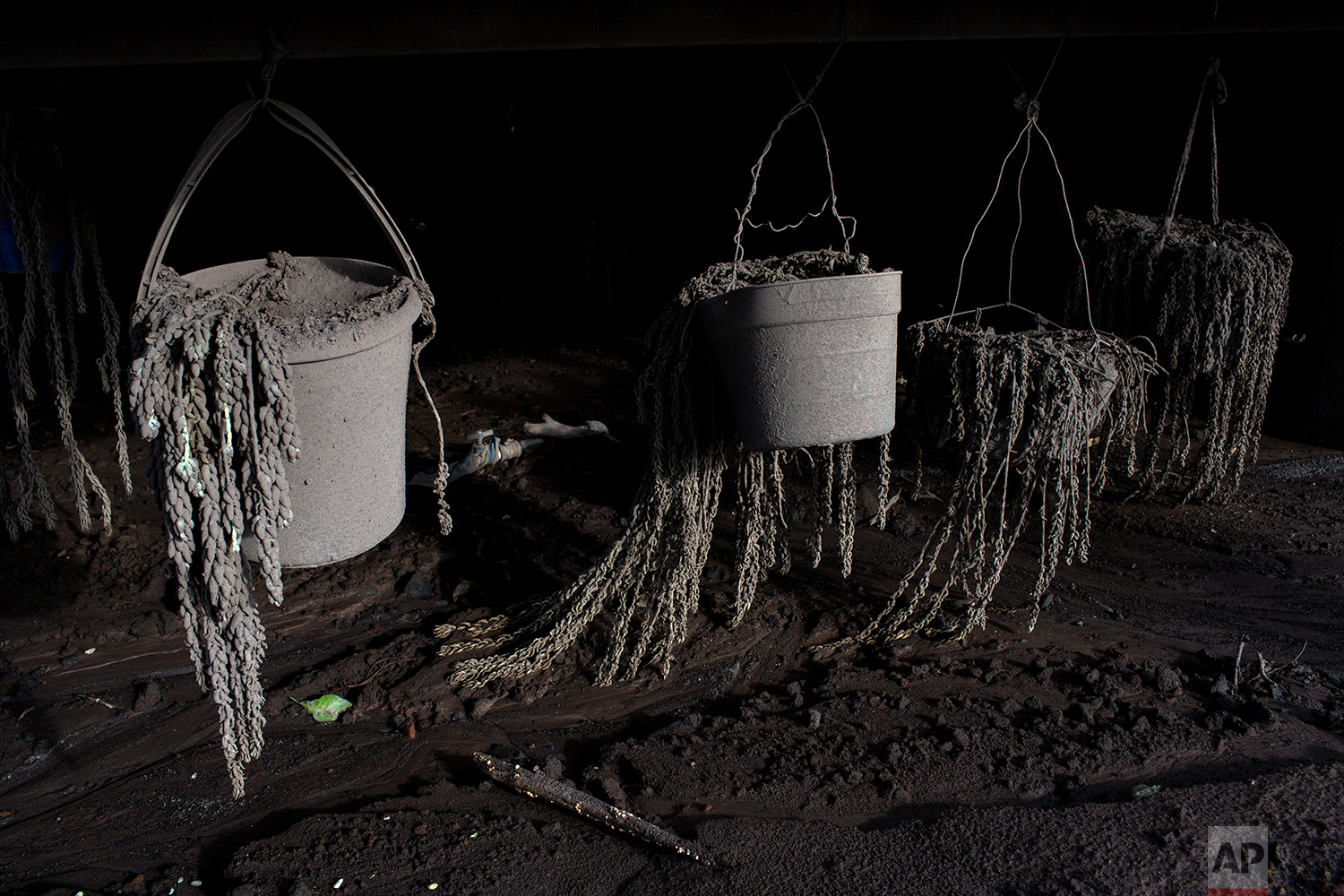  This June 8, 2018 photo shows potted houseplants drenched in volcanic ash spewed by the Volcan de Fuego or Volcano of Fire, in San Miguel Los Lotes, Guatemala. (AP Photo/Rodrigo Abd) 