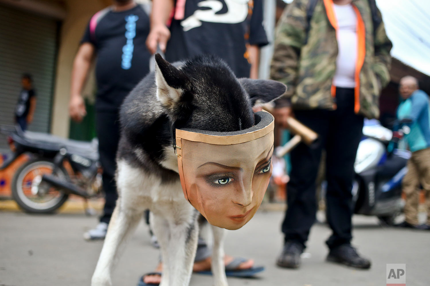  In this May 28, 2018 photo, a protester's dog wears a mask as he accompanies his owner at a road block set up by anti-government demonstrators in Masaya, Nicaragua. (AP Photo/Esteban Felix) 