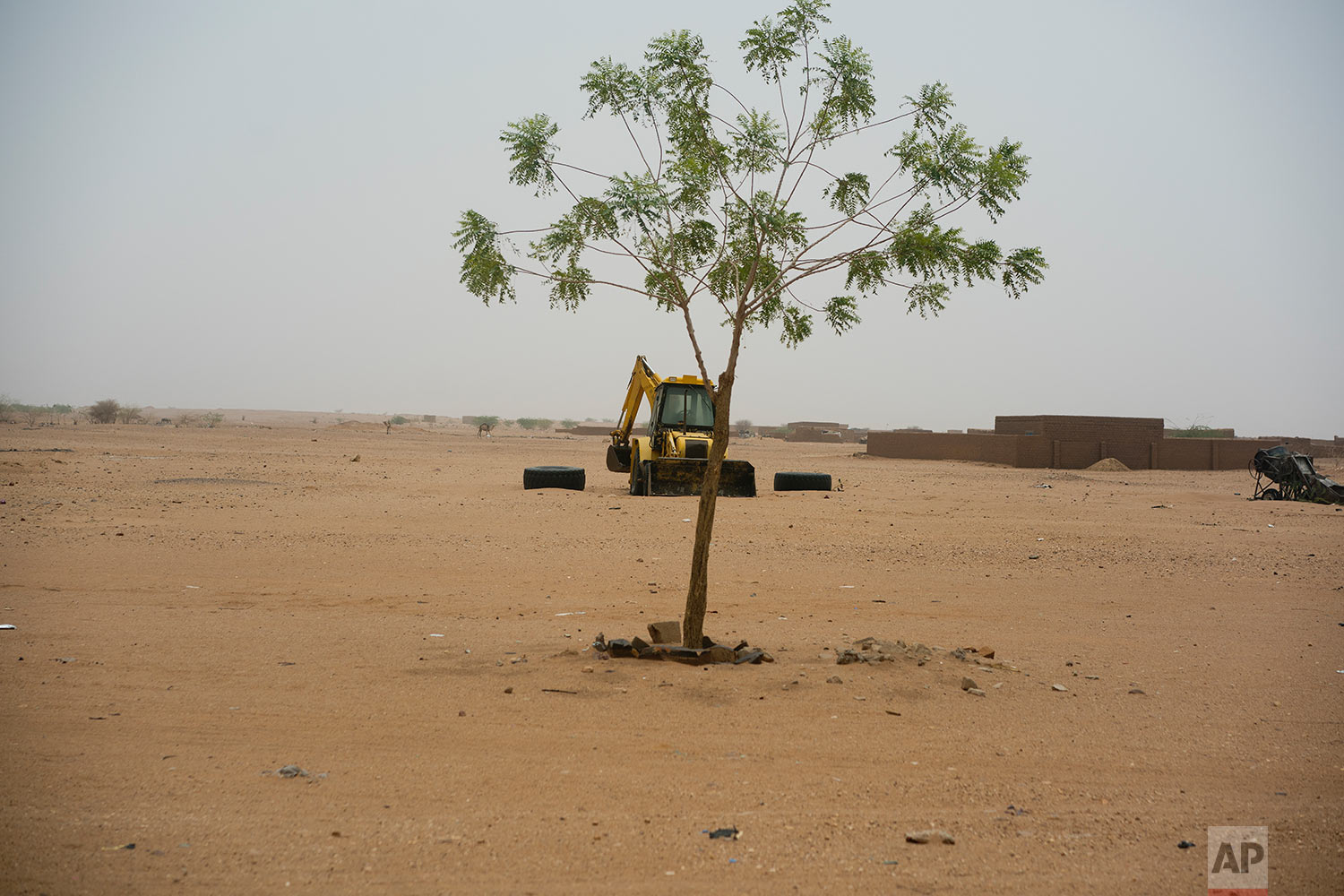  A lone tree grows in front of a road construction vehicle in Niger's Tenere desert region of the south central Sahara on May 30, 2018. (AP Photo/Jerome Delay) 