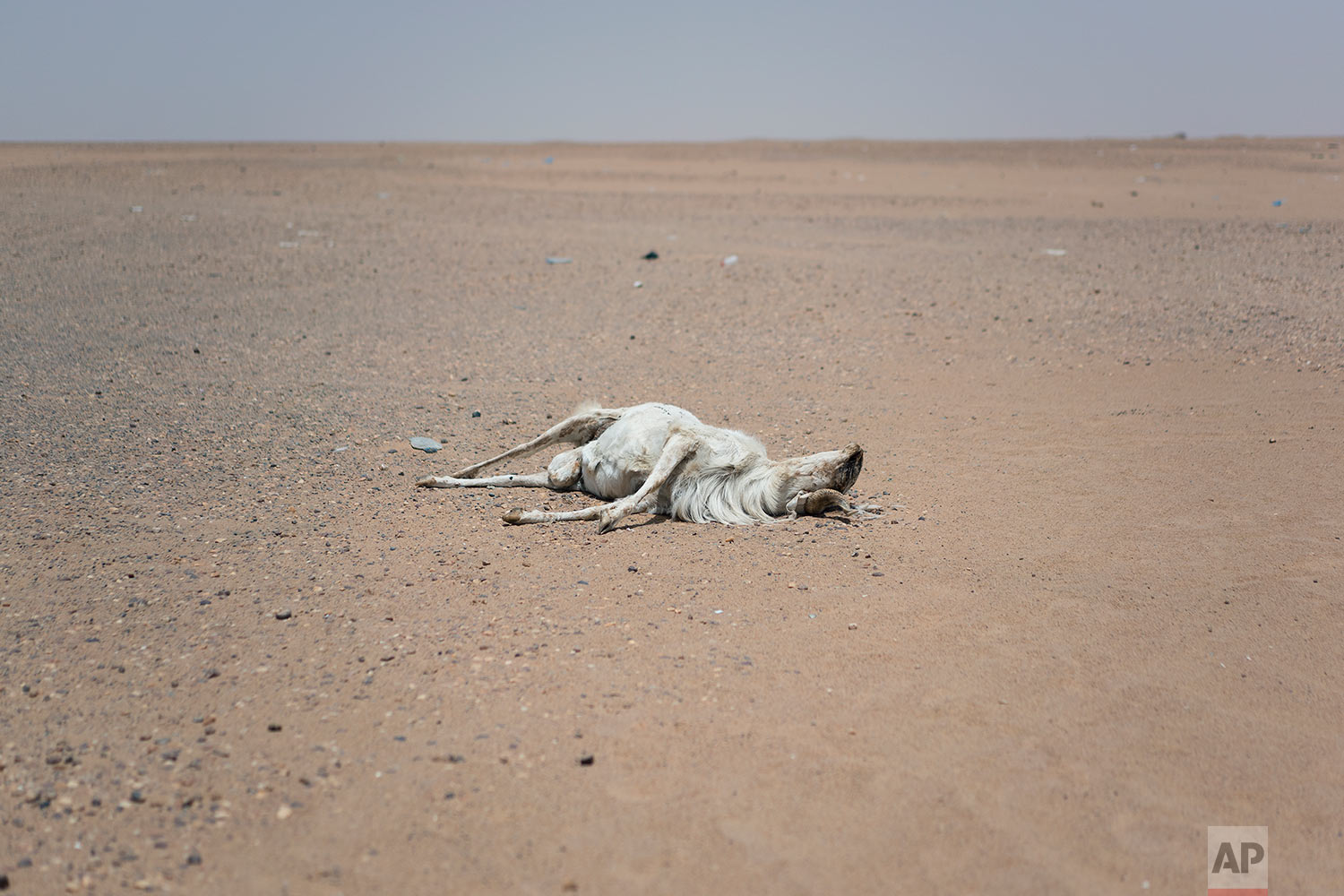  A dead goat lays in the sand outside the Assamaka border post in Niger's Tenere desert region of the south central Sahara on June 3, 2018. (AP Photo/Jerome Delay) 