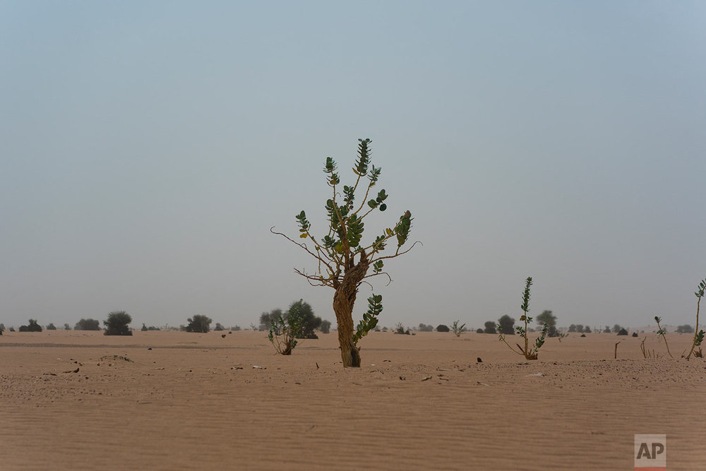  A tree grows in Niger's Tenere desert region of the south central Sahara on June 4, 2018. (AP Photo/Jerome Delay) 