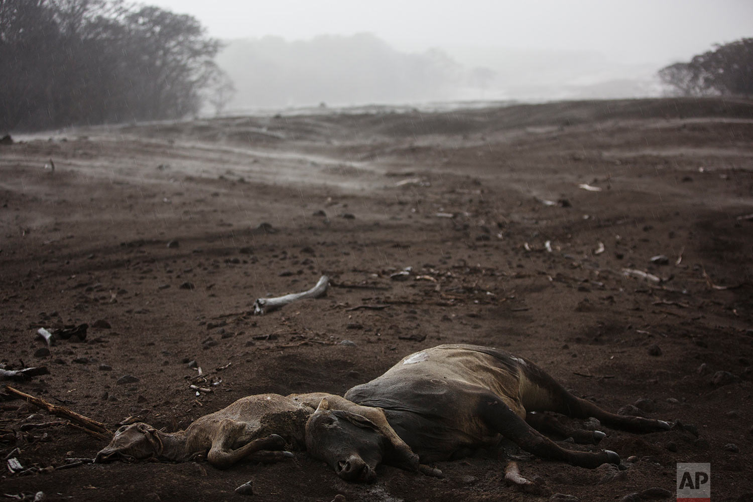  Cows lie dead amid steam rising from the hot volcanic ash following a light rain, near the Volcano of Fire in the El Rodeo hamlet of Escuintla, Guatemala, June 6, 2018. (AP Photo/Rodrigo Abd) 