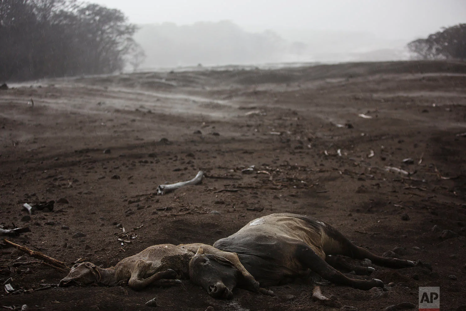 Cows lie dead amid steam rising from the hot volcanic ash following a light rain, near the Volcano of Fire in the El Rodeo hamlet of Escuintla, Guatemala, June 6, 2018. (AP Photo/Rodrigo Abd)