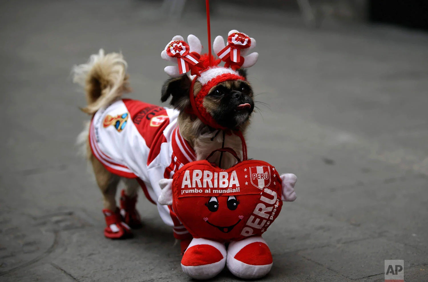 A dog named "Perlita," or Little Pearl, who is dressed in Peru's colors, stands with its owner during a live broadcast of the World Cup match between France and Peru in Lima, Peru, June 21, 2018.(AP Photo/Martin Mejia)