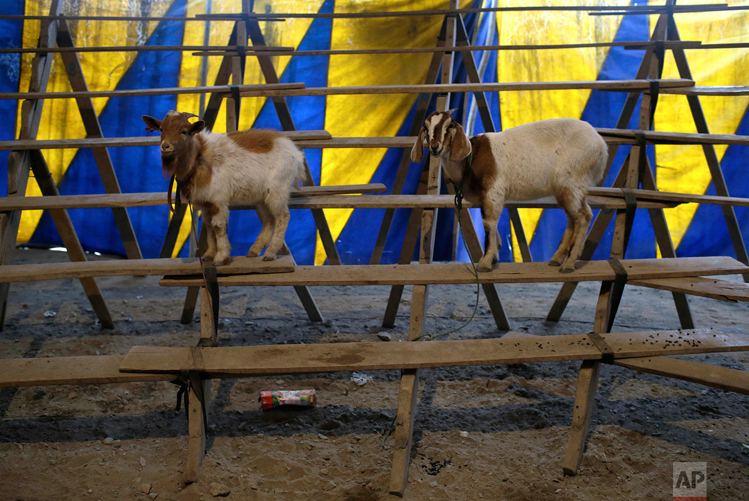  Goats named Nina and Carmecita stand leashed to the bleachers of the Tony Perejil circus, where they perform during circus acts, inside the tent set up in the shantytown of Puente Piedra on the outskirts of Lima, Peru, July 8, 2018. (AP Photo/Martin