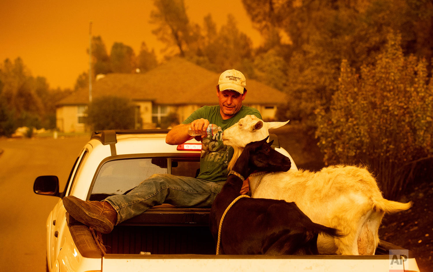 Mark Peterson, who lost his home in the Carr Fire, gives water to goats that survived the blaze on Friday, July 27, 2018, in Redding, Calif. Peterson. (AP Photo/Noah Berger)