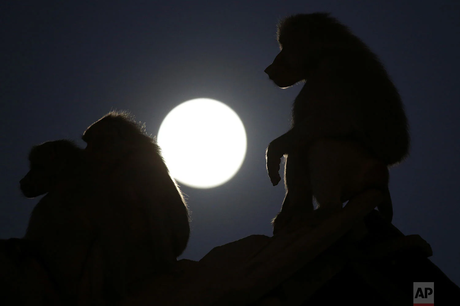 Baboons are silhouetted by the moon at the city zoo in Brasilia, Brazil, July 26, 2018. (AP Photo/Eraldo Peres)