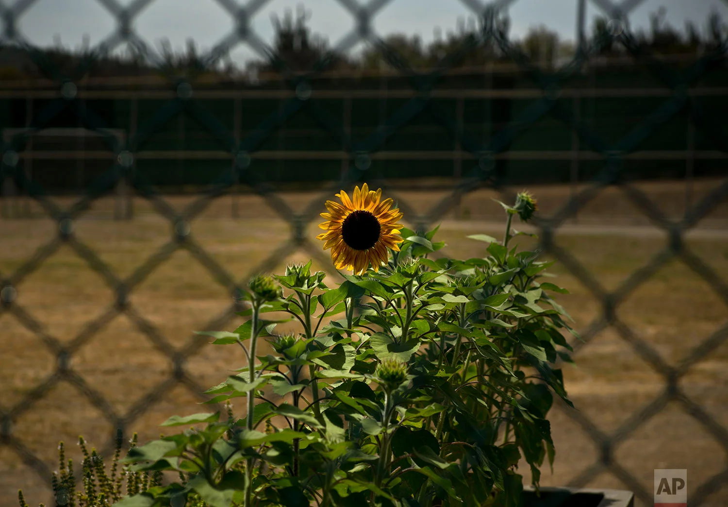 Sunflowers grow in a recreational field used by detainees, planted and cared for by the prisoners at Camp VI on the naval base at Guantanamo Bay, June 6, 2018. 