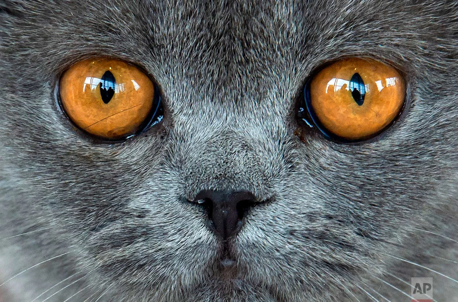 British short hair cat 'Amber von der Feenlichtung' waits during an international dog and cat exhibition in Erfurt, Germany, Saturday, June 16, 2018. More than 4,000 dogs and more than 100 cats and their owners from 21 countries take part at the exh…