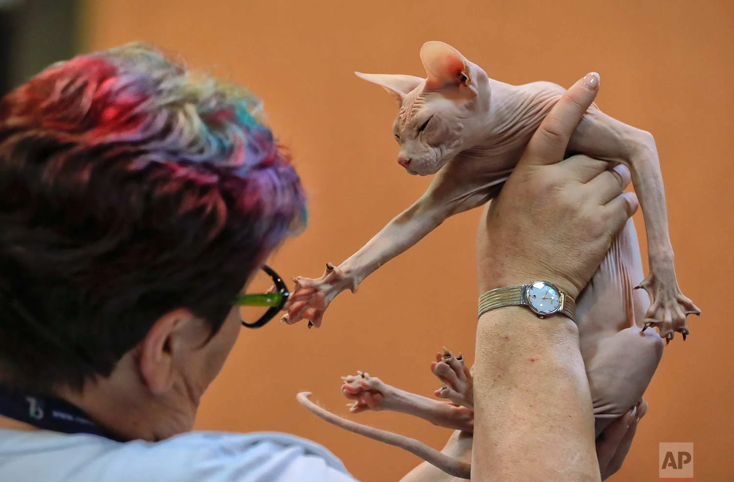 oIn this Sunday, March 12, 2017, picture a Don Sphinx cat reaches for a judge while being evaluated, in Bucharest, Romania. More than 1,500 dogs and 150 cats from twelve countries were evaluated during a three day pet show and competition in the Rom…