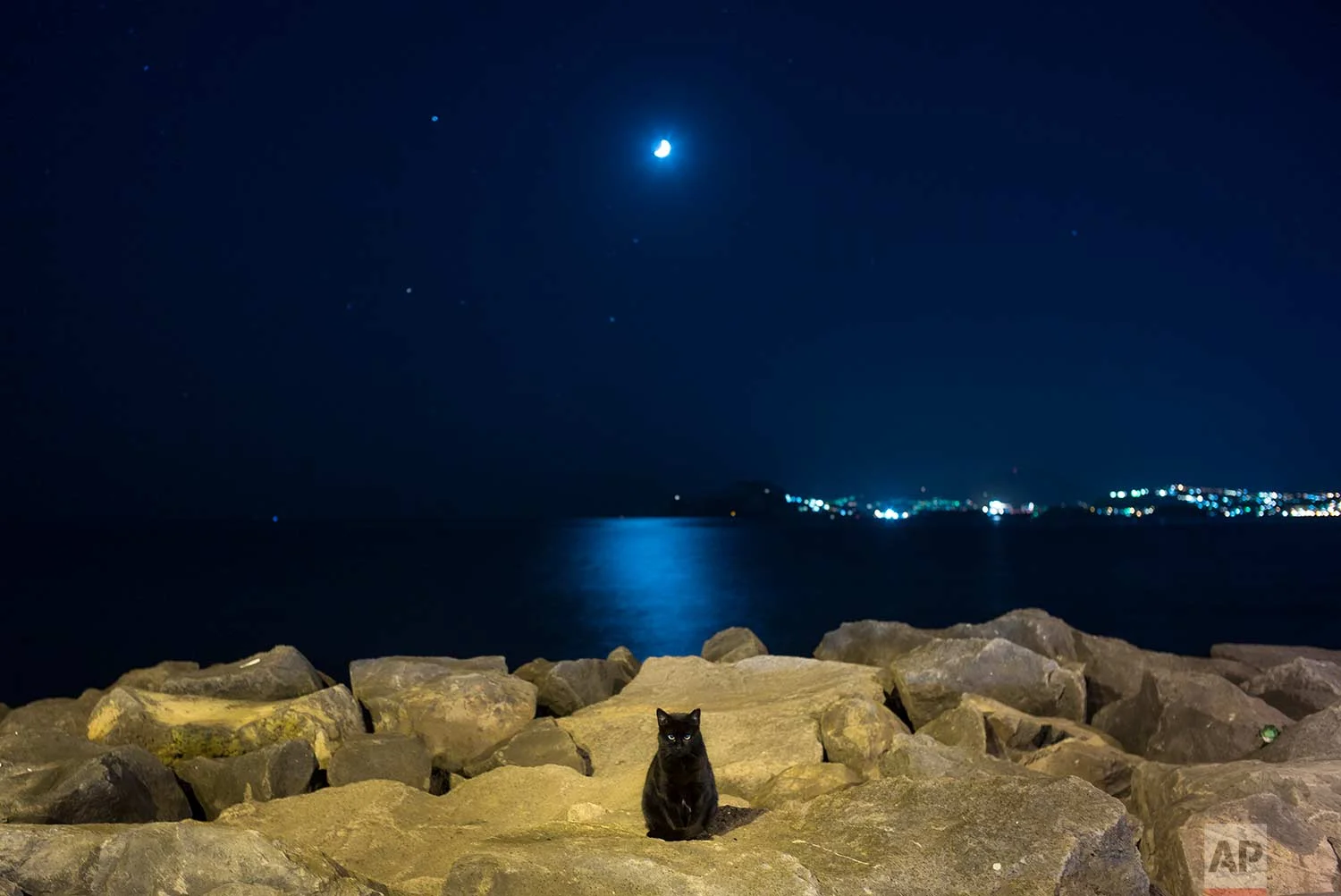 A stray cat sits in the moonlight on rocks of an embankment of the Naples Bay, Italy, Wednesday, Oct. 5, 2016. (AP Photo/Alexander Zemlianichenko)