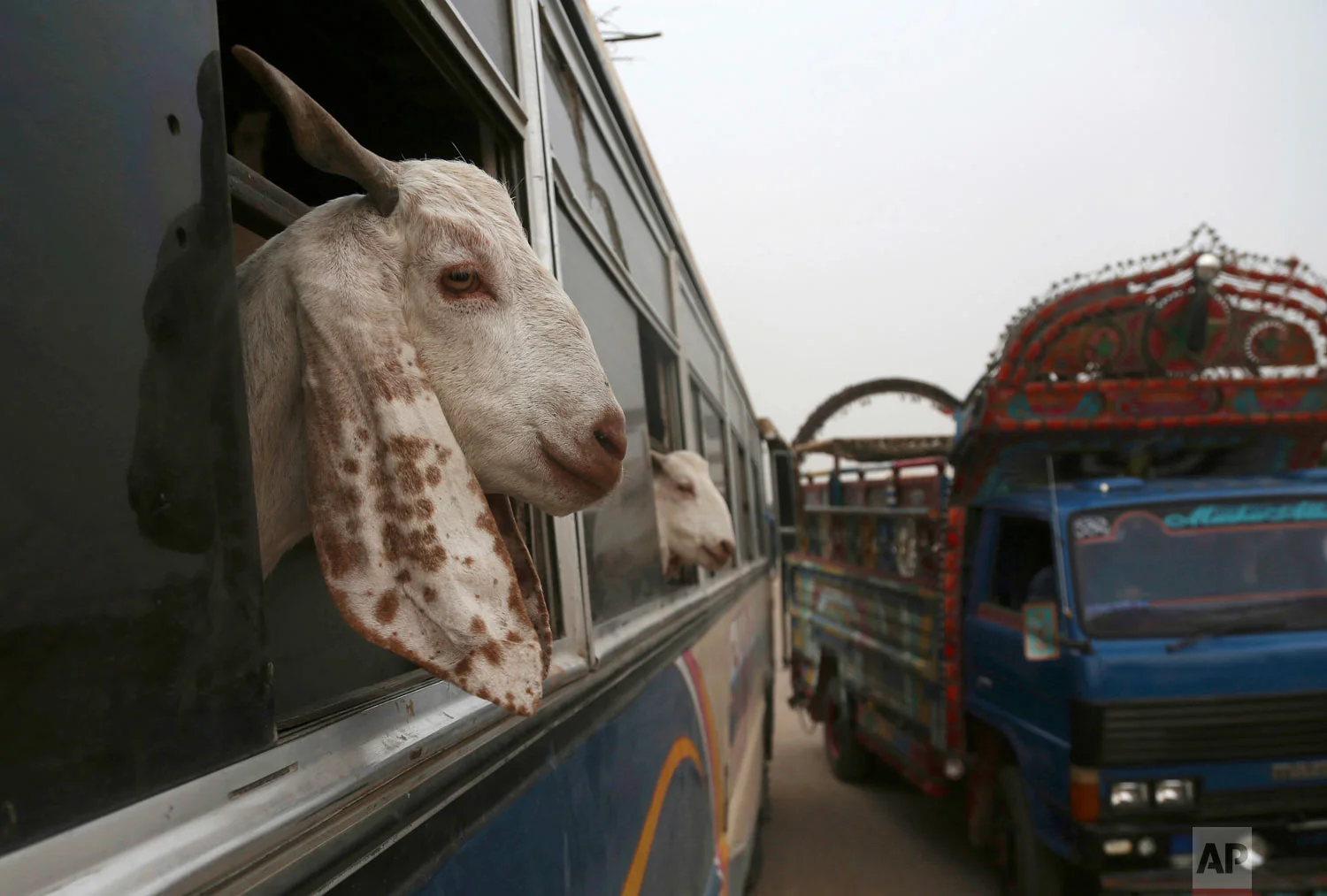 Vendors bring their animals to a cattle market set up for the upcoming Muslim festival Eid al-Adha in Karachi, Pakistan, Friday, Aug. 17, 2018. Eid al-Adha, or Feast of Sacrifice, the most important Islamic holiday, marks the willingness of the Prophet Ibrahim (Abraham to Christians and Jews) to sacrifice his son. (AP Photo/Shakil Adil)