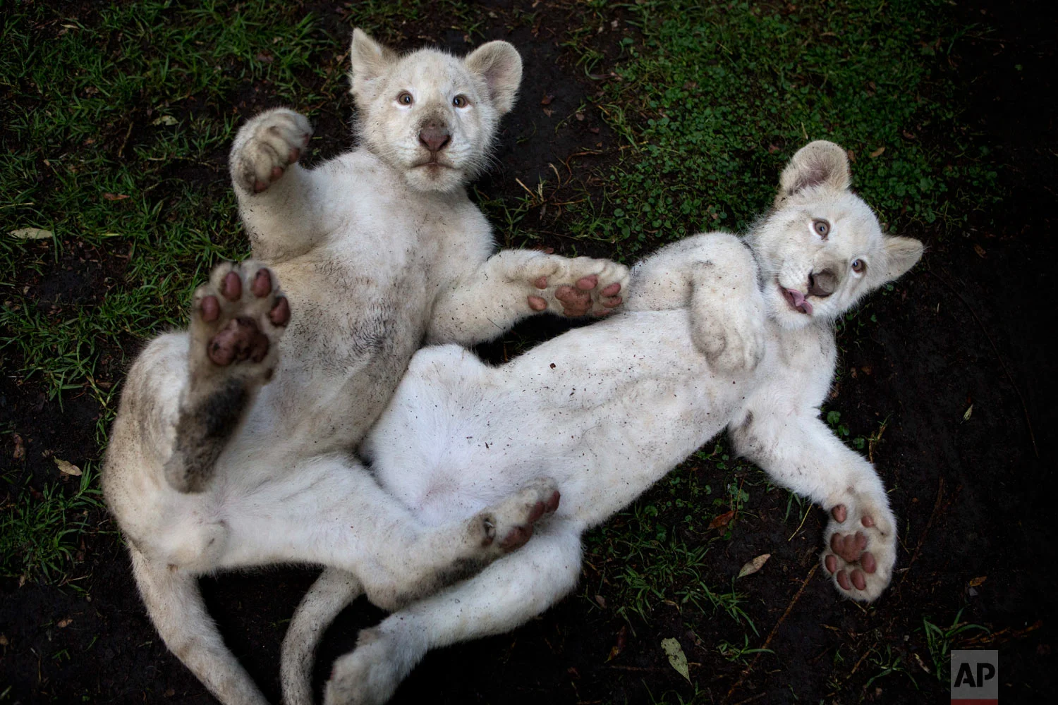 A pair of four-month-old white lion cubs play together in their enclosure at the Altiplano Zoo in Tlaxcala, Mexico, Aug. 7, 2018. Just over a dozen white lions remain in the wild, according to the Global While Lion Protection Trust, based in South Africa, though several hundred are held in zoos around the world, including several in Mexico. They are not albinos, but have coloration that results from a genetic rarity. (AP Photo/Rebecca Blackwell)
