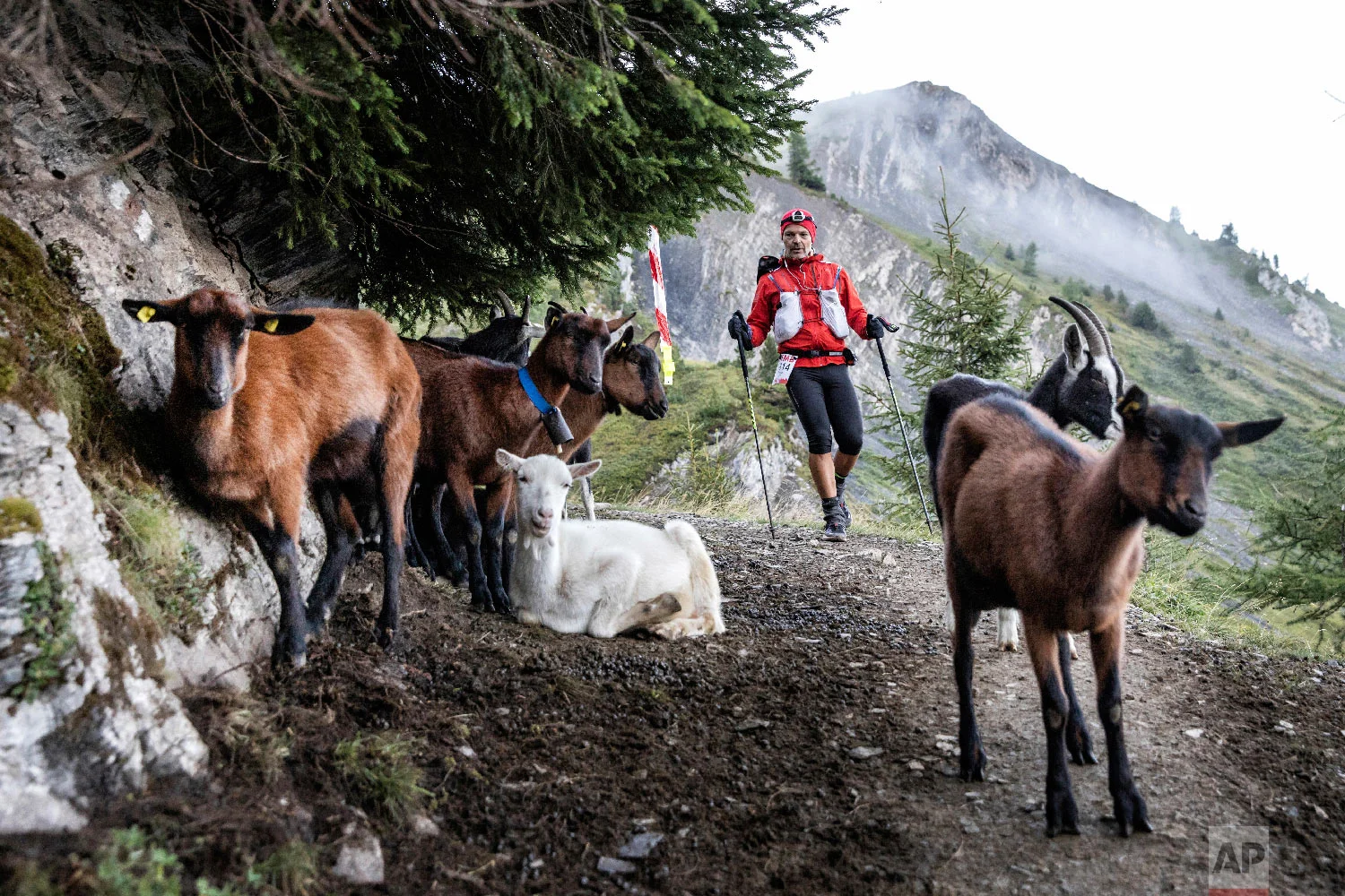 A competitor approaches some goats as he competes in the 170km Ultra-Trail of Mont-Blanc (UTMB) race, near Chamonix, French Alps, Sept 2, 2018. (AP Photo/Laurent Cipriani)
