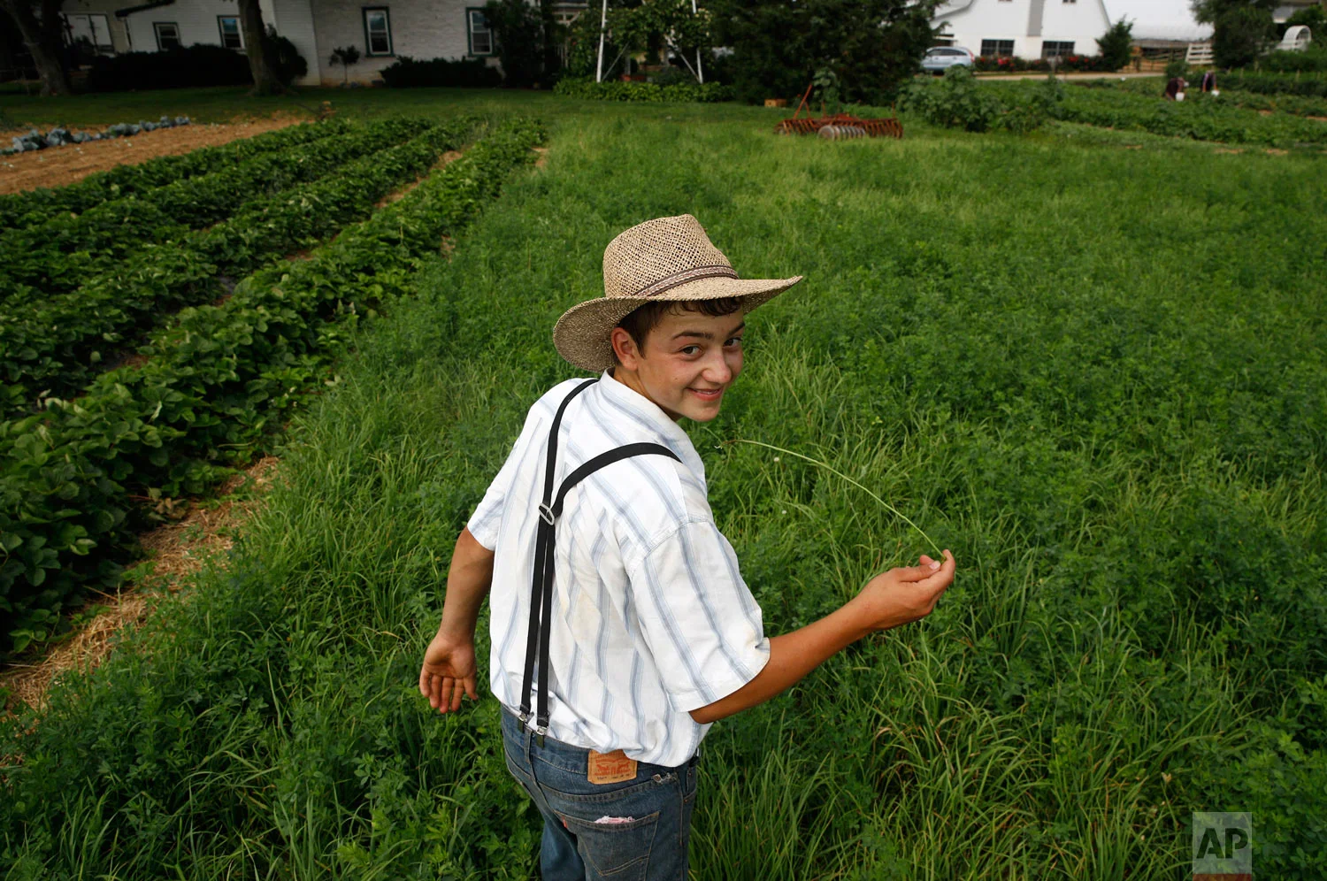 A boy belonging to an Old Order Mennonite family walks in a field on June 18, 2018, at his family's farm in New Holland, Pennsylvania. (AP Photo/Patrick Semansky)