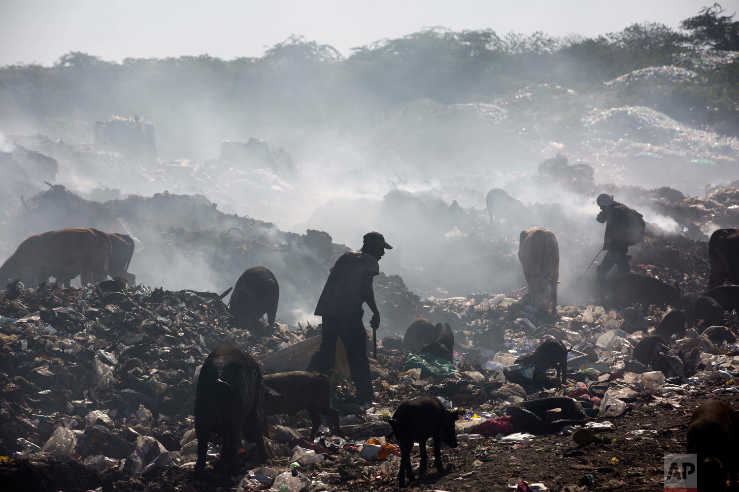  Pigs and cattle also rummage the landfill. Aug. 24, 2018. (AP Photo/Dieu Nalio Chery) 