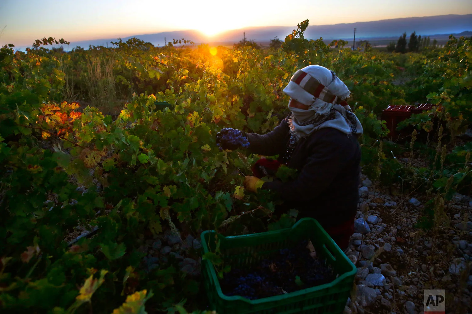A Syrian woman harvests Syrah grapes, which will be crushed, fermented and after triple distillation will become Lebanon's national alcoholic drink, arak, in the village of Ammik, east Lebanon on Sept. 8, 2018. (AP Photo/Hussein Malla)