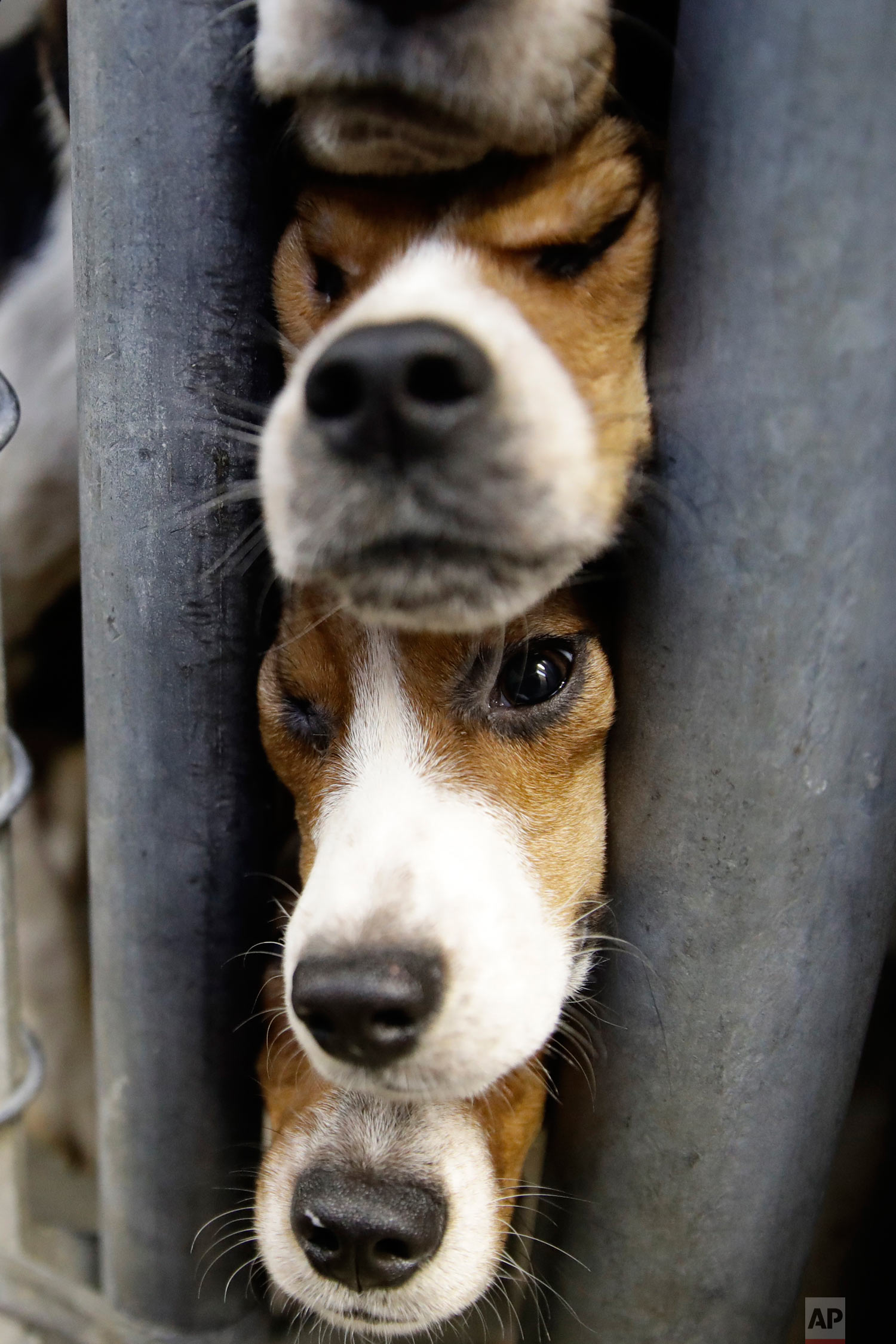 Rescued beagles peer out from their kennel at the The Lehigh County Humane Society in Allentown, Pa., Monday, Oct. 8, 2018. Animal welfare workers removed 71 beagles from a cramped house in rural Pennsylvania, where officials say a woman had been breeding them without a license before she died last month. (AP Photo/Matt Rourke)