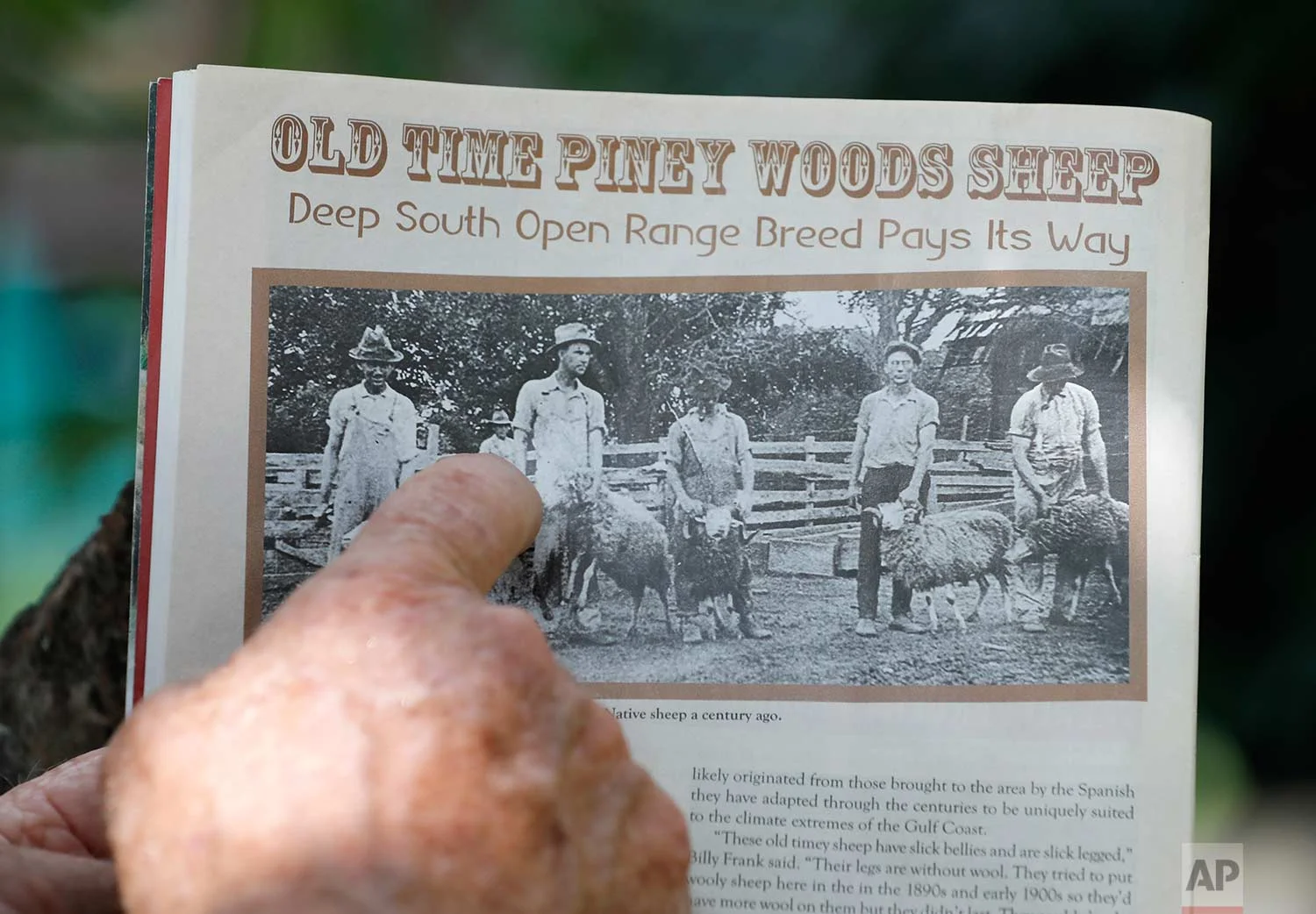 In this July 17, 2018, photo, Bill Frank Brown points out an ancestral photo from a trade magazine on his farm in Poplarville, Miss. (AP Photo/Gerald Herbert)
