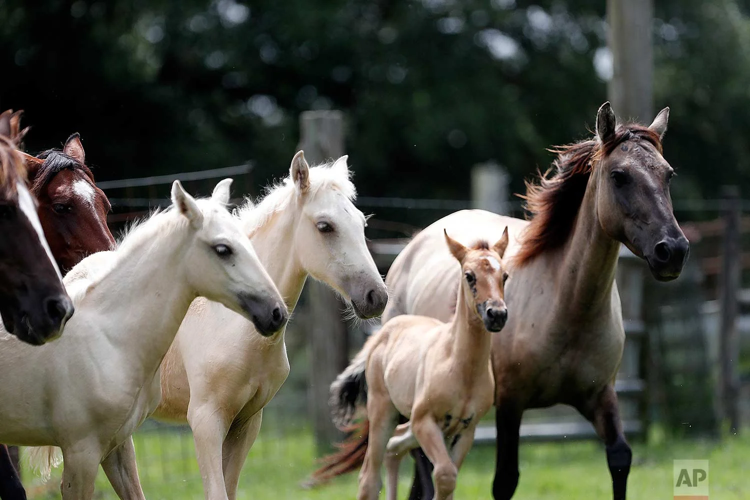 In this July 17, 2018, photo, Choctaw mare, right, and her 3-month-old filly, center, run with other Choctaw horses on Bill Frank Brown's farm in Poplarville, Miss. (AP Photo/Gerald Herbert)
