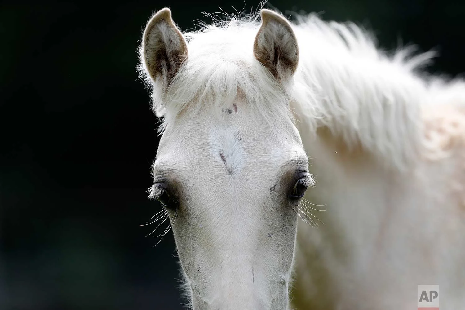 In this July 17, 2018, photo, a Pine Tacky Choctaw cross stud colt is seen on Bill Frank Brown's farm in Poplarville, Miss. (AP Photo/Gerald Herbert)
