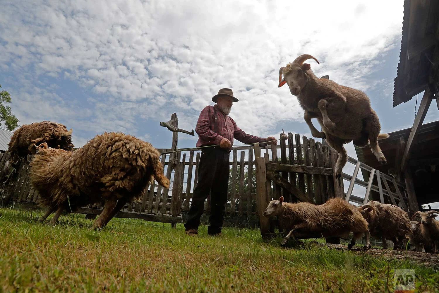 In this July 17, 2018, photo, heritage sheep, descendants of Spanish colonial sheep, leap from their pen on Brown's farm in Poplarville, Miss. (AP Photo/Gerald Herbert)