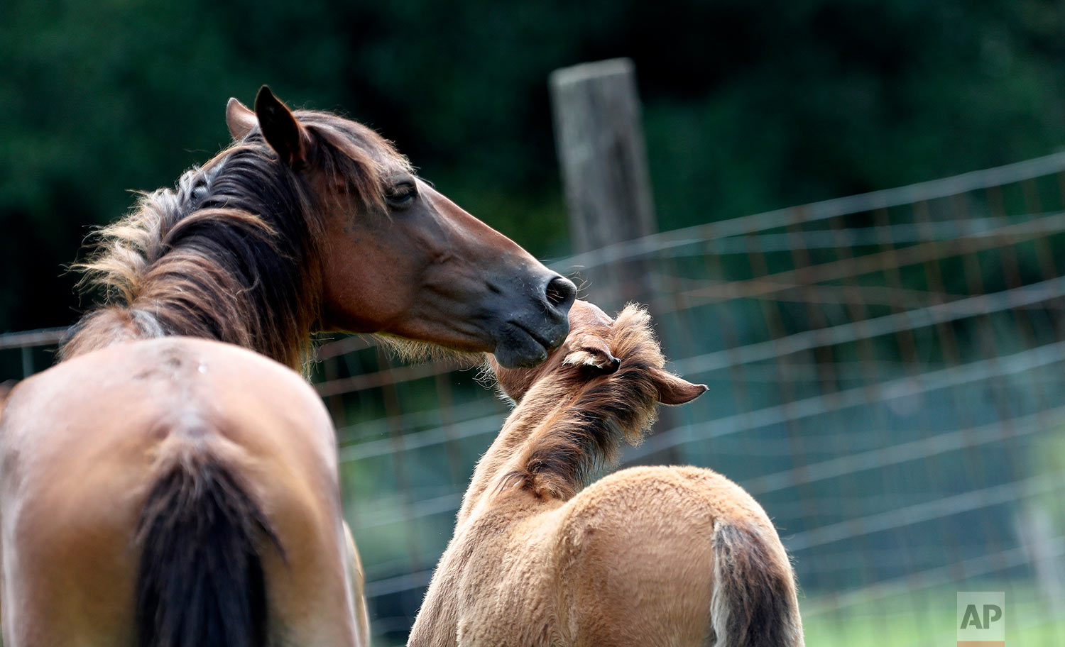 In this July 17, 2018, photo, a Choctaw mare with a filly are seen on Bill Frank Brown's farm in Poplarville, Miss. (AP Photo/Gerald Herbert)