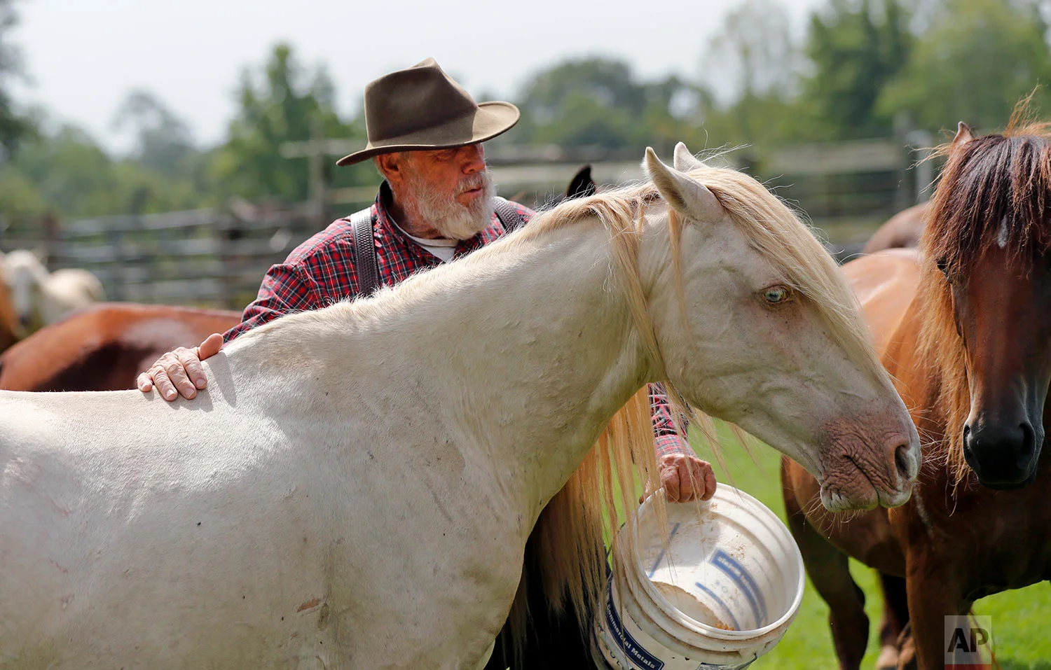 In this July 17, 2018, photo, Bill Frank Brown feeds DeSoto, a 19-year-old Pine Tacky Stallion on his farm in Poplarville, Miss. (AP Photo/Gerald Herbert)