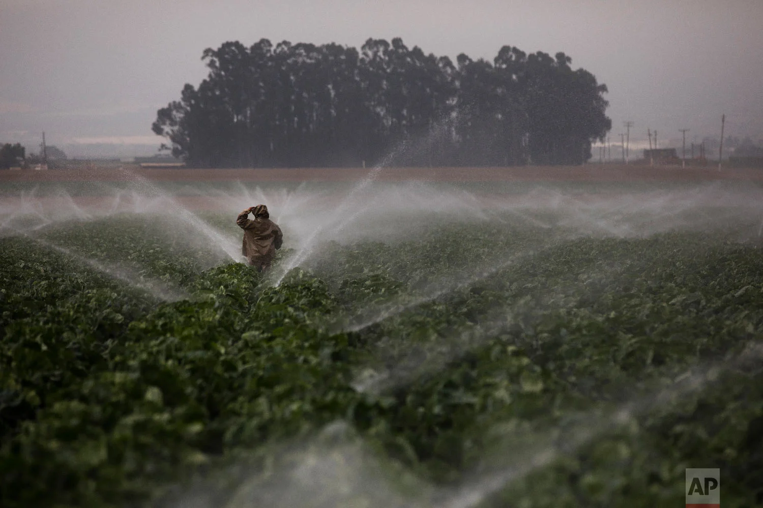Sprinklers run as a farmworker walks through a broccoli field in Salinas, Calif., Tuesday, Sept. 4, 2018. (AP Photo/Jae C. Hong)