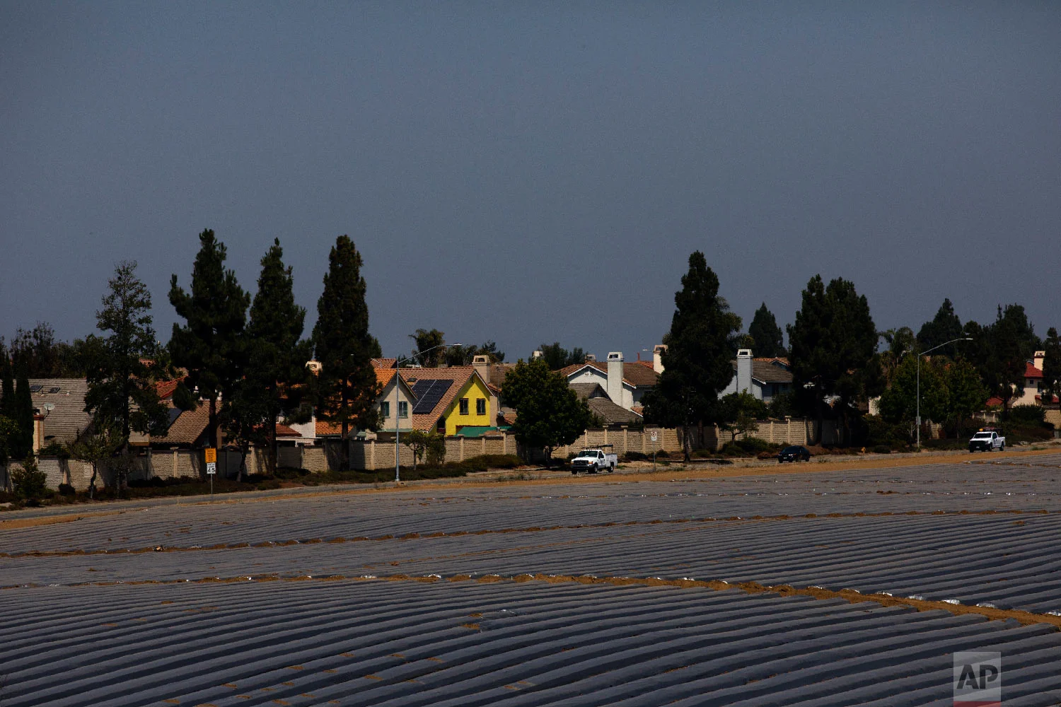 Pickup trucks run between farmlands and residential areas in Salinas, Calif., Sept. 4, 2018. (AP Photo/Jae C. Hong)