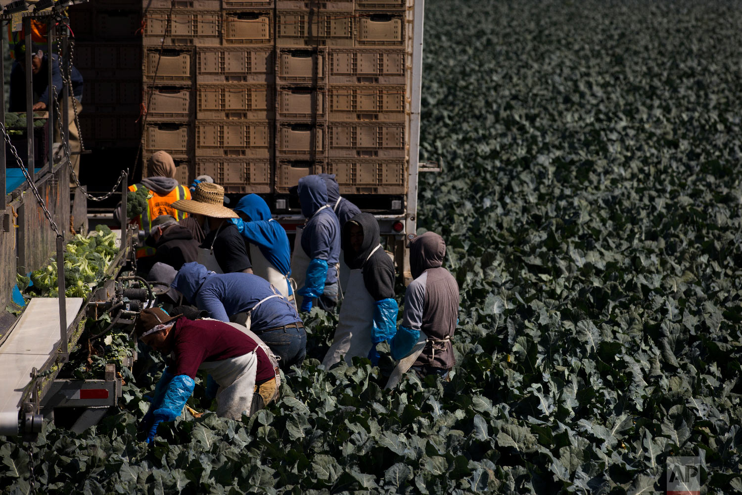 A group of farm workers pick broccoli in Salinas, Calif., Sept. 7, 2018. (AP Photo/Jae C. Hong)