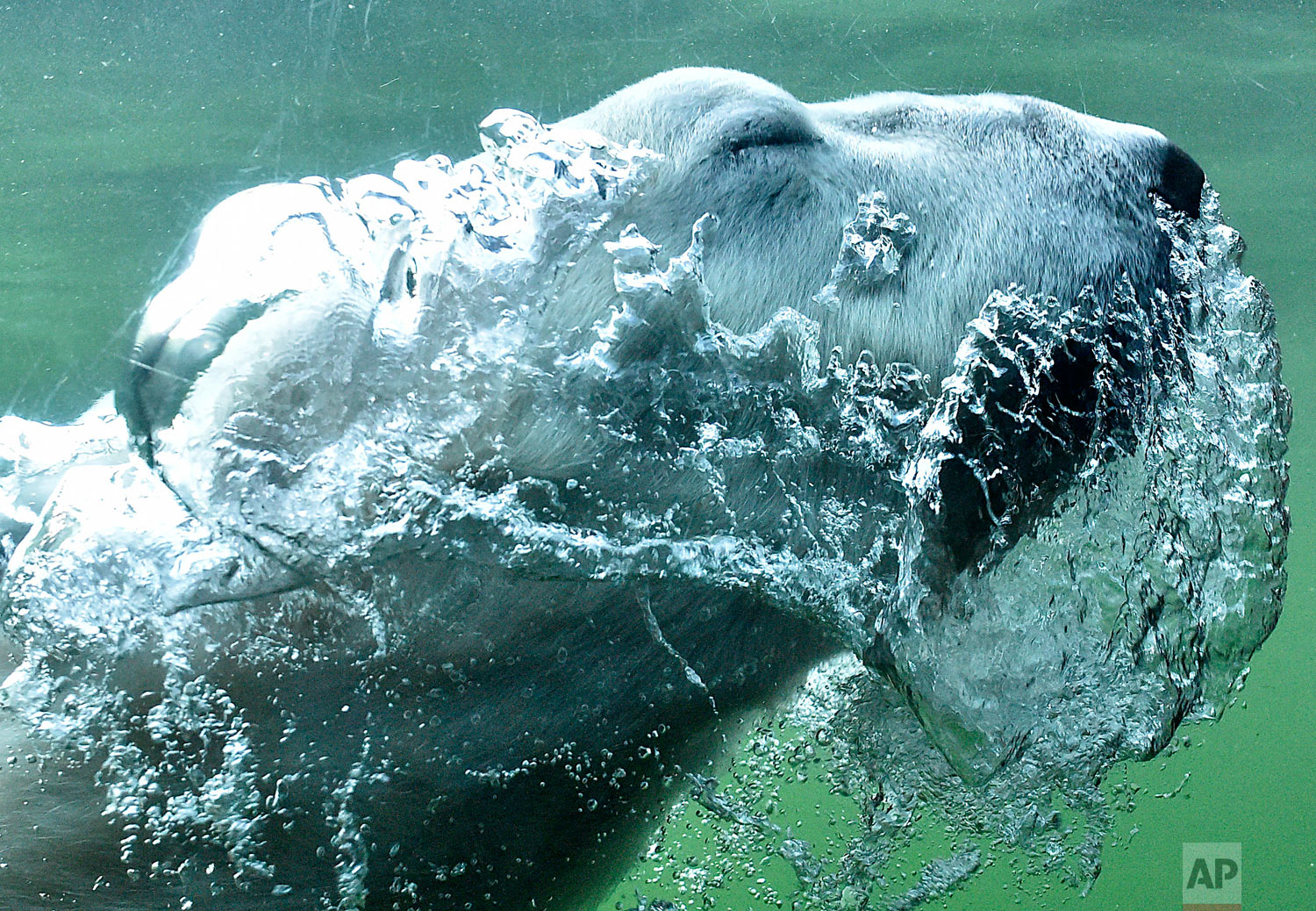  A polar bear blows bubbles as he swims through the water in an enclosure during warm late summer weather at the zoo in Gelsenkirchen, Germany, Tuesday, Oct. 16, 2018. (AP Photo/Martin Meissner) 