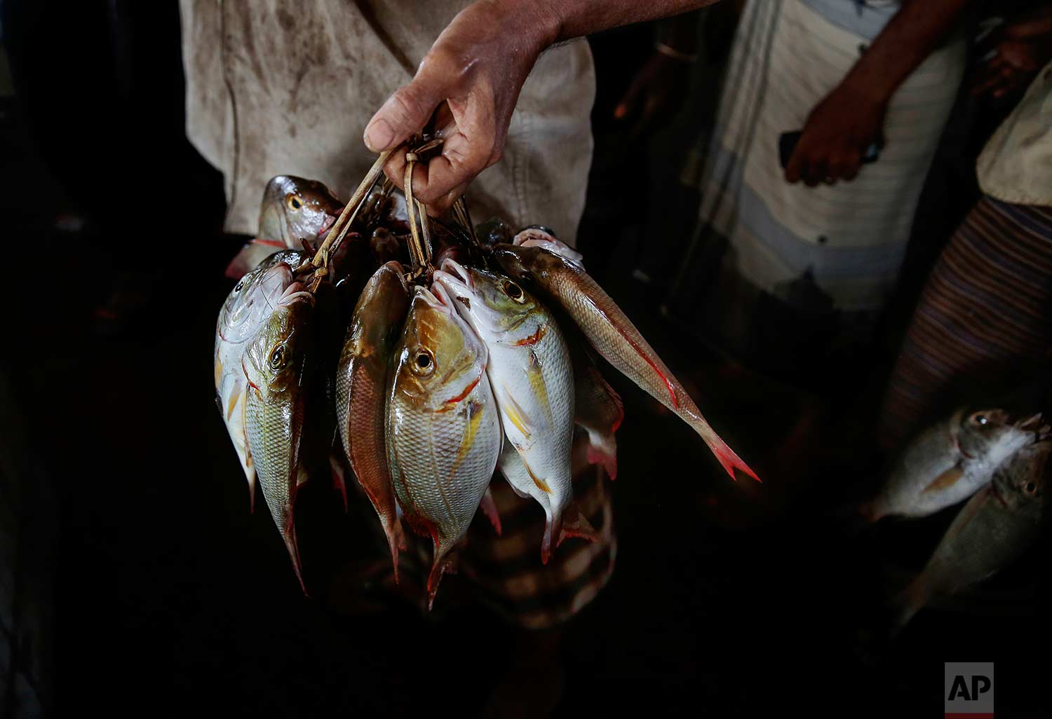 In this Sept. 29, 2018, photo, a fisherman holds fish at the main fishing port in Hodeida, Yemen. (AP Photo/Hani Mohammed)