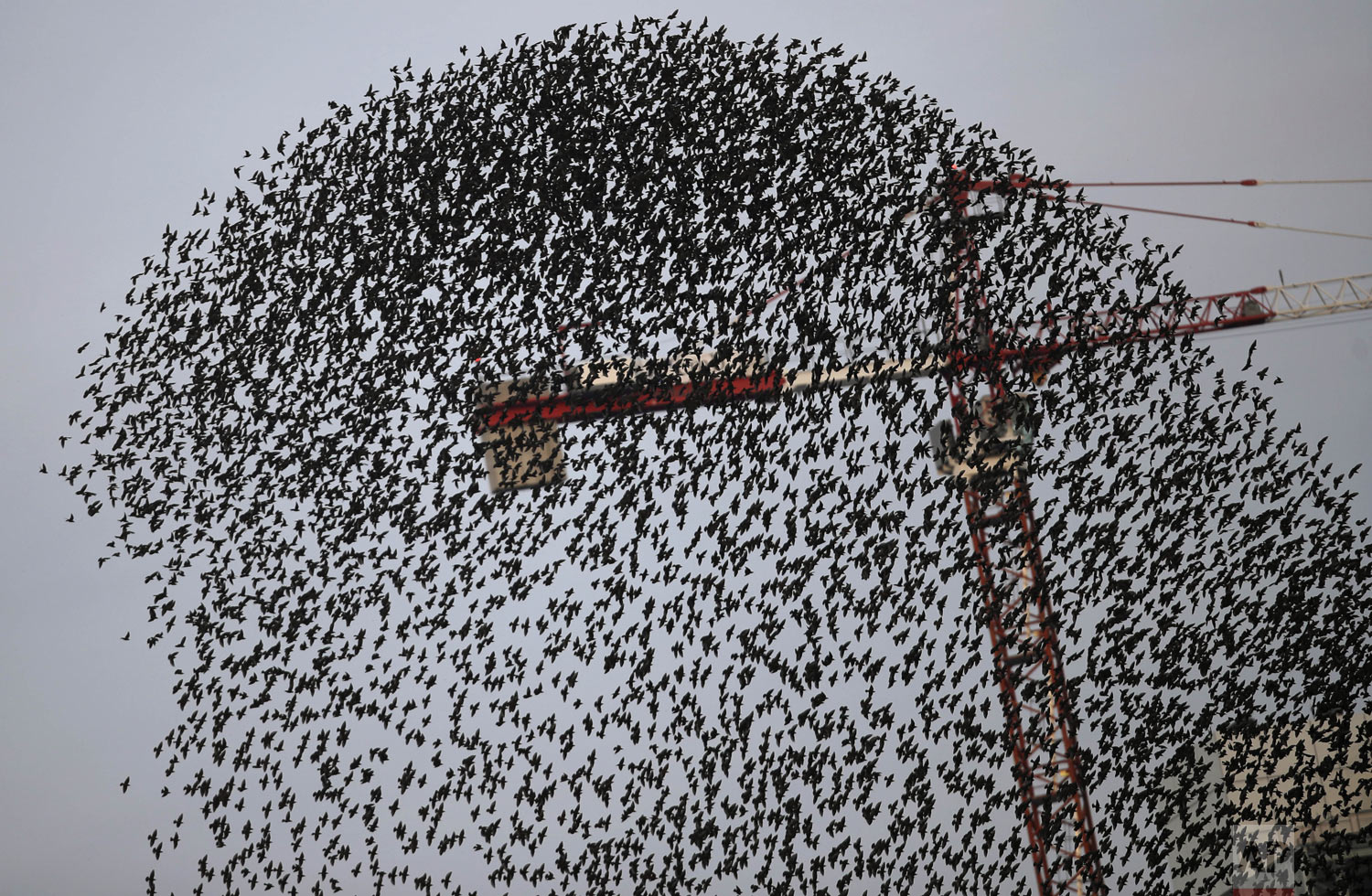 A flock of starlings flies in a murmuration near a crane, in Milan, Italy, Tuesday, Nov. 13, 2018. (AP Photo/Luca Bruno)