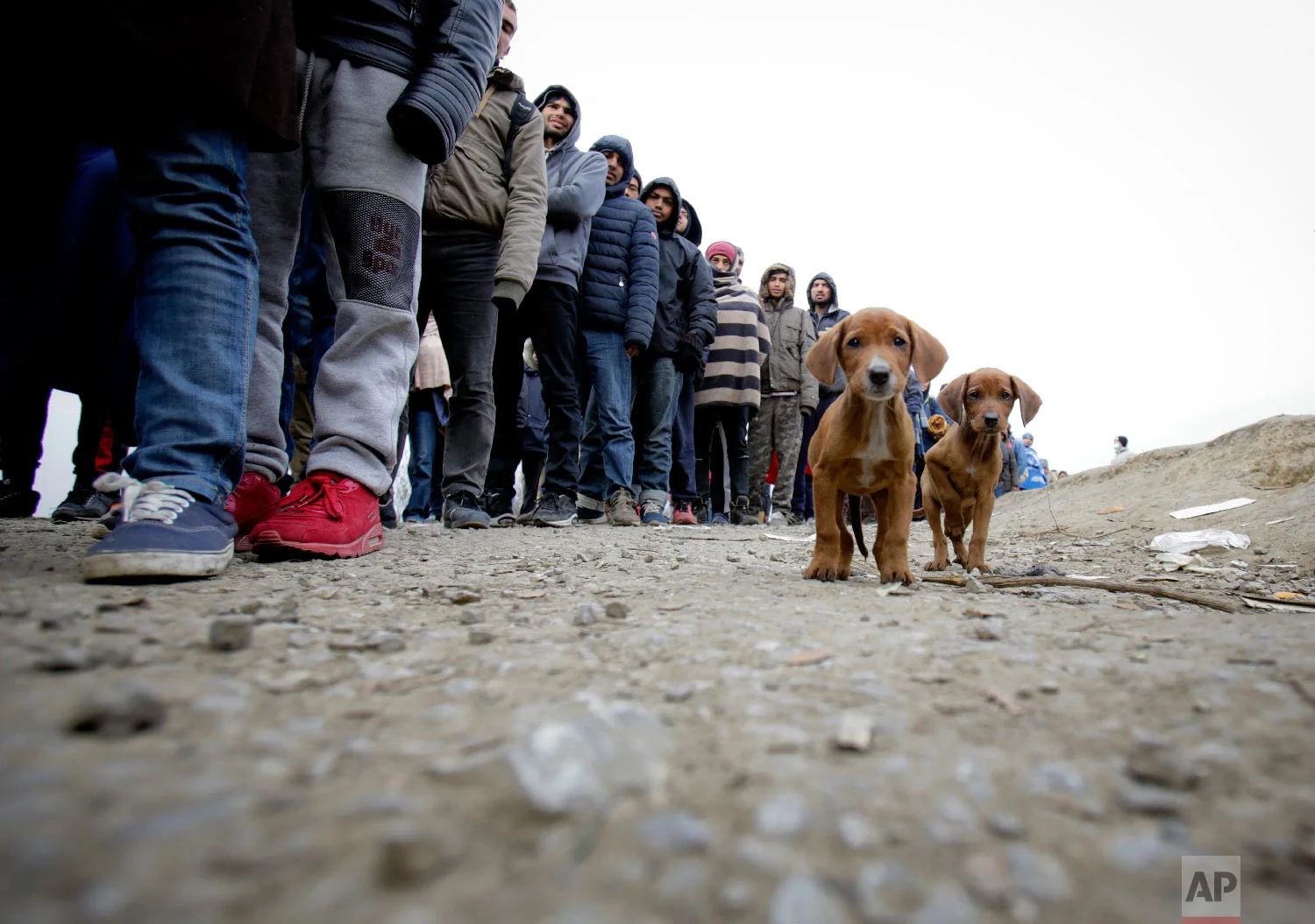 Stray puppies stand by a line of migrants waiting for food distribution at a camp in Velika Kladusa, Bosnia, close to the border to Croatia, Sunday, Nov. 18, 2018. (AP Photo/Amel Emric)