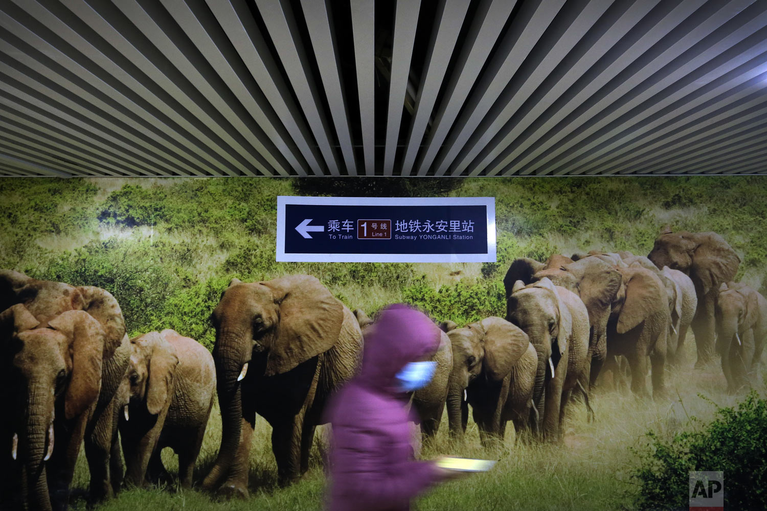  A commuter walks past a photo of elephants in an underground walkway in Beijing, Thursday, Dec. 6, 2018. China's capital city is undergoing a broad urban renewal to tackle illegal construction and to try to improve the general standard of living. (A