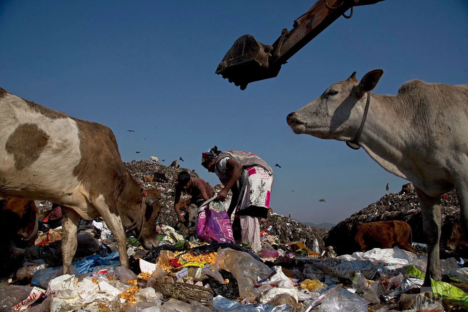 In this Monday, Dec. 10, 2018 photo, Indian ragpickers search recyclable materials at a garbage dumping site on the outskirts of Gauhati, India. (AP Photo/Anupam Nath)