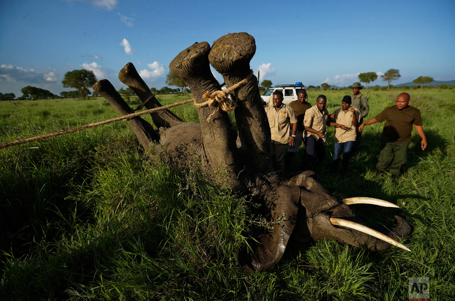  A team of wildlife veterinarians use a 4x4 vehicle and a rope to turn over a tranquilized elephant in order to attach a GPS tracking collar and remove the tranquilizer dart, in Mikumi National Park, Tanzania on March 21, 2018. (AP Photo/Ben Curtis) 