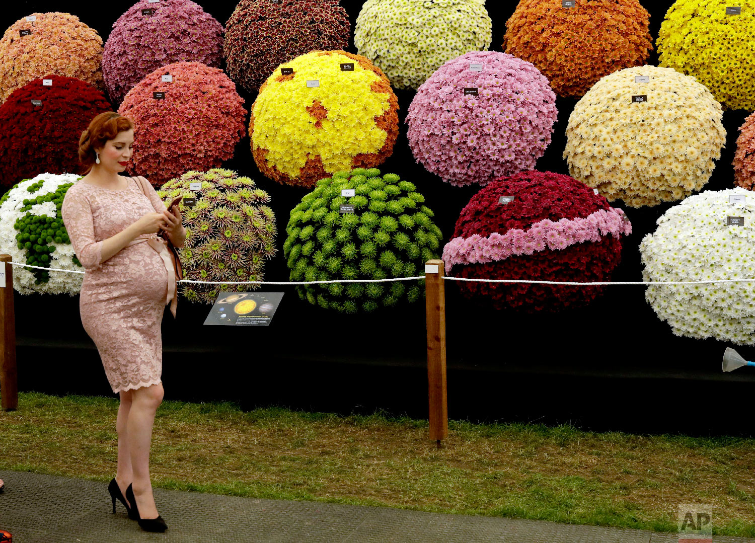  A visitor walks past the National Chrysanthemum Society display at the RHS (Royal Horticultural Society) Chelsea Flower Show in London on May 21, 2018.  (AP Photo/Matt Dunham) 