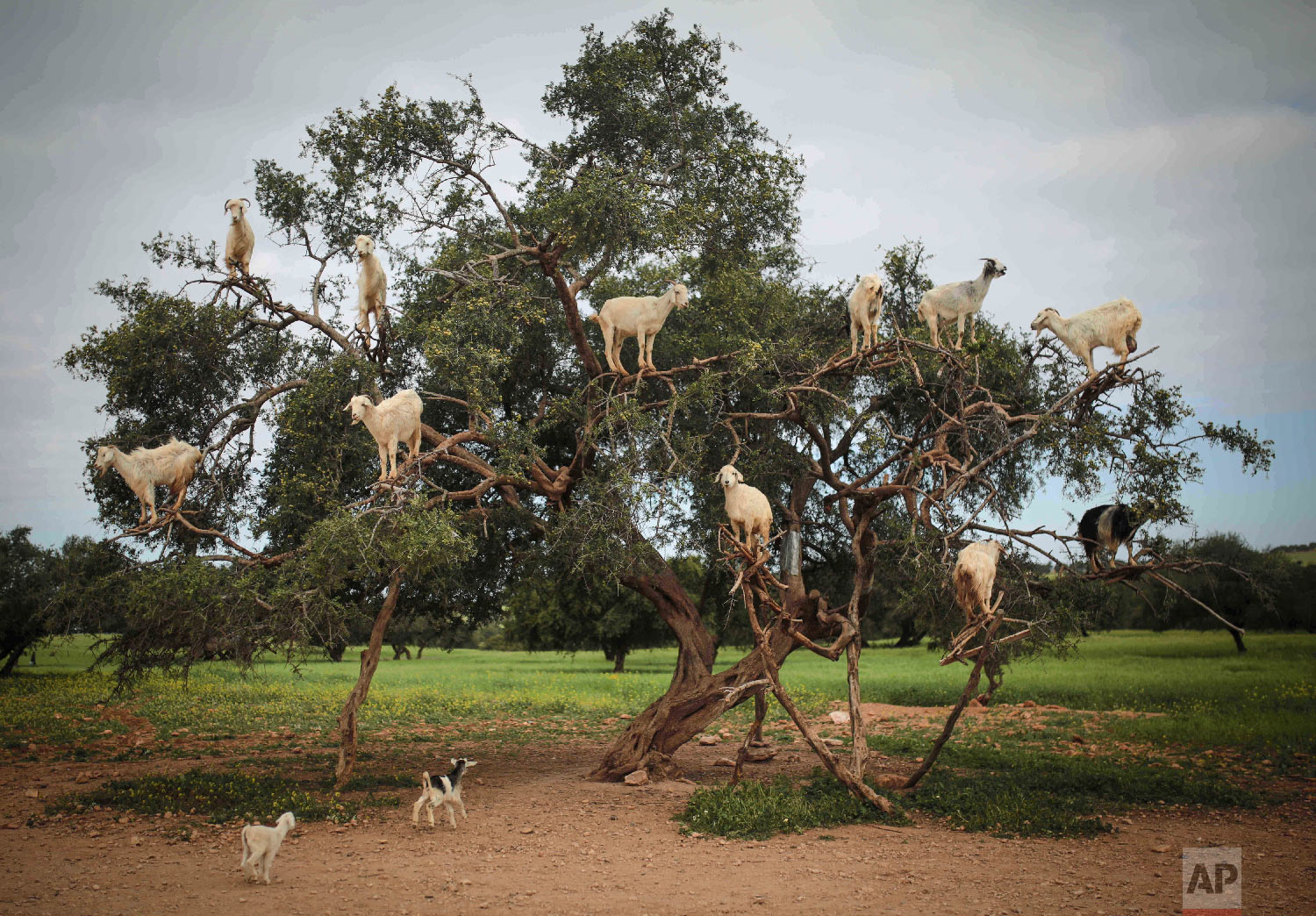  Tree-climbing goats feed on an Argania Spinosa, known as an Argan tree, in Essaouira, southwestern Morocco on April 4, 2018. (AP Photo/Mosa'ab Elshamy) 