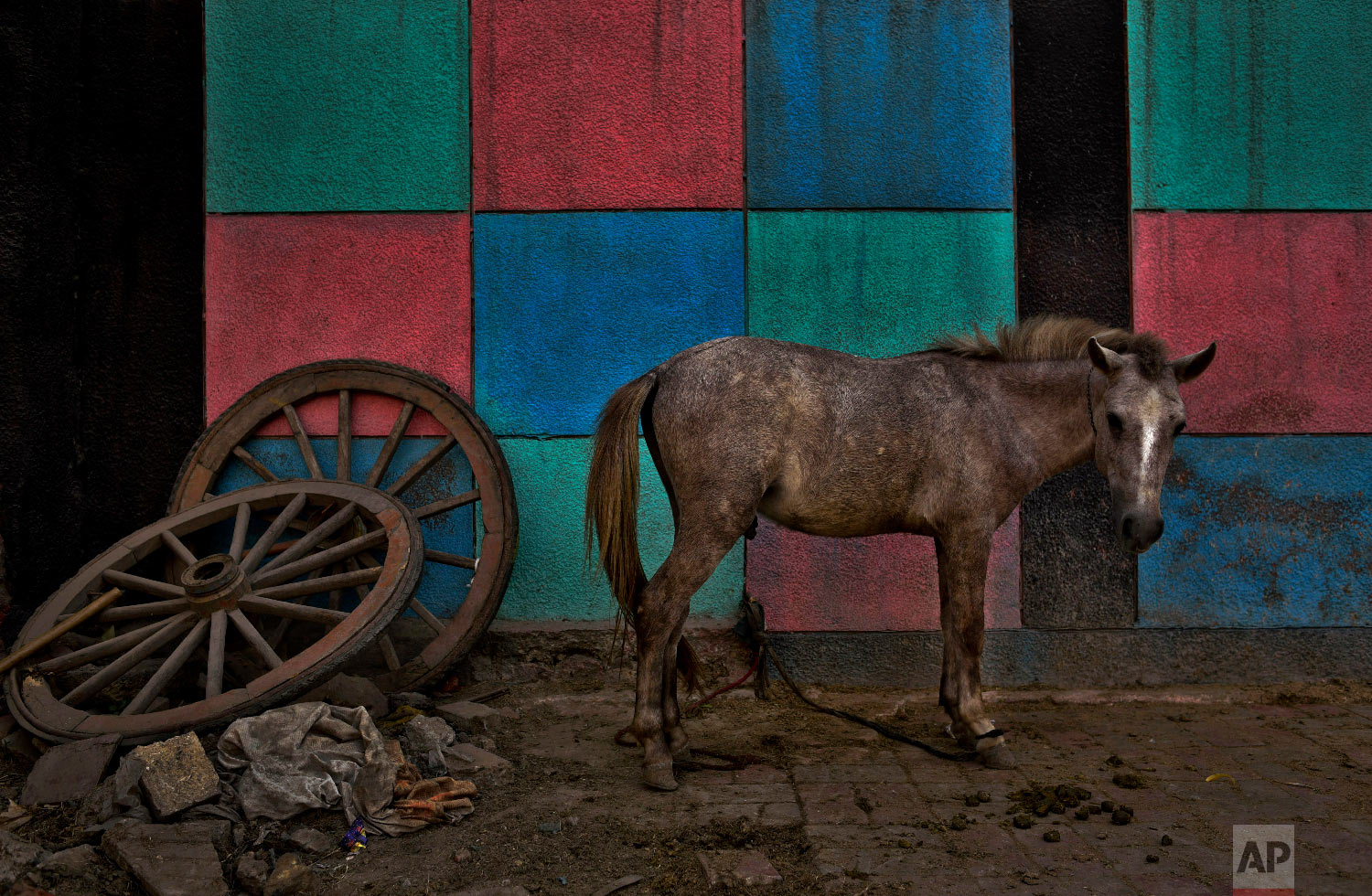 A mule stands next to color patterns painted on a school wall in New Delhi, India Sunday, Oct. 28, 2018. The animal is used for transporting construction material and other goods. (AP Photo/R S Iyer) 