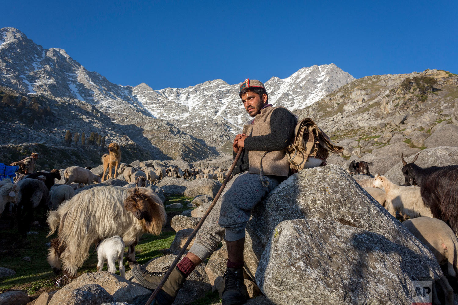  A local gaddi shepherd sits with a flock of goats and sheep before climbing a steep mountain pass in search of better grazing ground in Dharmsala, India, Friday, May 11, 2018. This local way of life is slowly disappearing as the younger generation o