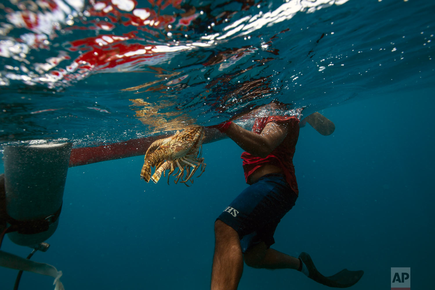  In this Sept. 9, 2018 photo, a diver holds on to his catch of lobsters during a fishing journey in the Miskito coast near Cay Savannah, Honduras. (AP Photo/Rodrigo Abd) 