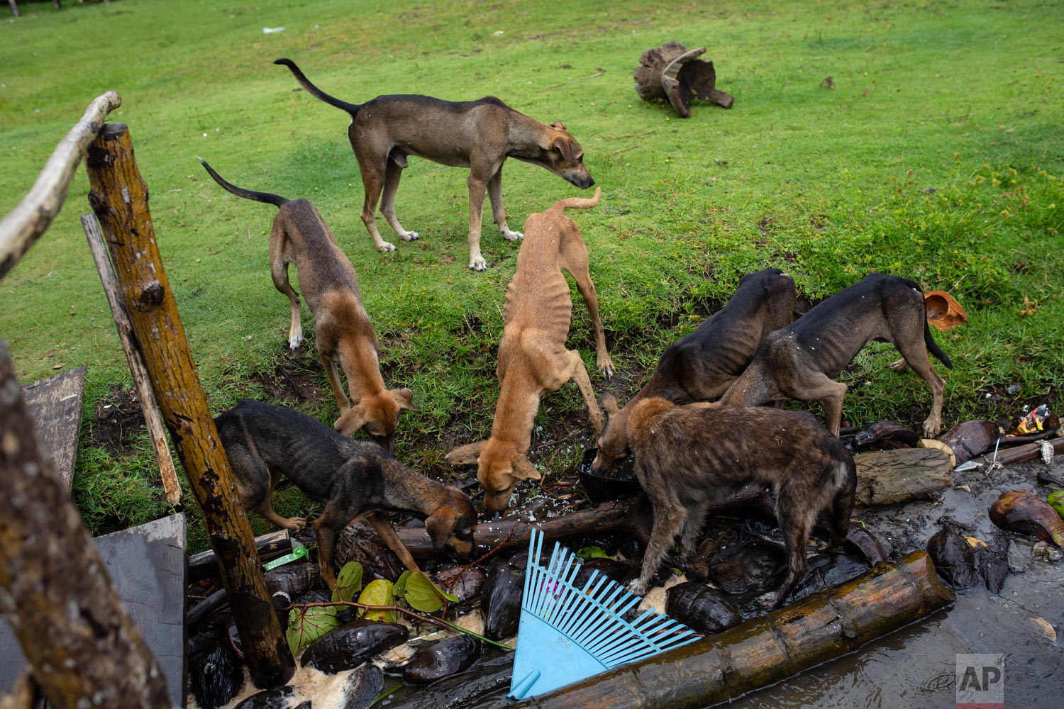  In this Sept. 2, 2018 photo, dogs eat scraps left by family and friends attending the funeral of Miskito diver Oscar Salomon Charly, in Cabo Gracias a Dios, Nicaragua.  (AP Photo/Rodrigo Abd) 